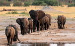 Os elefantes não vão desaparecer da África da noite para odia, segundo ele, mas 
