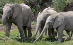O Loxodonta cyclotis é menor do que seu primo das savanas e
vive, principalmente, na selva da África Central e Ocidental. Em 30 anos, viu
sua população diminuir em 86% e, agora, é considerado em perigo crítico de
extinção, alertou a IUCN nesta quinta-feira (25), em uma atualização de sua lista
vermelha de espécies ameaçadas
