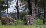 A população de elefantes-da-savana (Loxodonta africana)diminuiu pelo menos 60% nos últimos 50 anos e é classificada como 