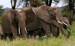 A destruição de seu hábitat e os caçadores furtivosdizimaram a população de elefante-da-floresta (ou elefante africano dafloresta), e a União Internacional para a Conservação da Natureza (IUCN, nasigla em inglês) afirma que estão em risco de extinção
