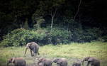 Odeclínio no número de animais de ambas as espécies se acelerou desde 2008,quando a caça furtiva por presas de marfim se intensificou, atingindo seu augeem 2011. E, embora o fenômeno tenha perdido intensidade, continua ameaçando oselefantes, adverte a IUCN