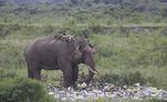 Um elefante faminto protagonizou uma cena triste na Índia: comeu plástico enquanto procurava comida, em um amontoado de lixo deixado por turistas