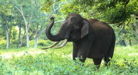 Elefante 'fareja' drogas e alerta a polícia
