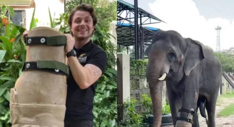 Elefante ferido por armadilha recebe prótese 