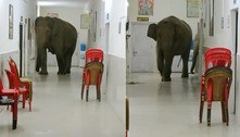 Elefantes são flagrados em corredores de hospital: 'Visita de inspeção'