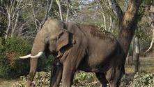 Ódio animal: elefante mata idosa, comparece ao funeral e pisoteia o cadáver dela