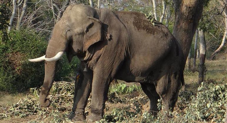 Elefante matou idosa e espalhou pânico no velório dela, na Índia