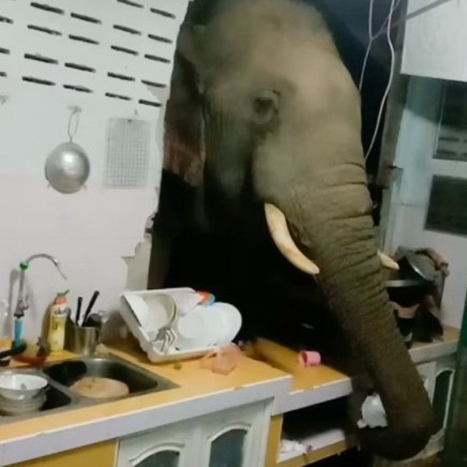 Olá, meu lanche está pronto?