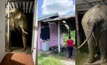 Ele atacou de novo! Plai Bunchuay, um elefante conhecido pela pilantragem e por quebrar casas para conseguir comida fácil, fez mais uma vítima. O animal agora entrou em uma residência para comer ração de gato