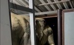 'Eu conhecia esse elefante, nós o vimos no noticiário, então ficamos um pouco animados e chocados ao mesmo tempo', comentou ela à agência ViralPress