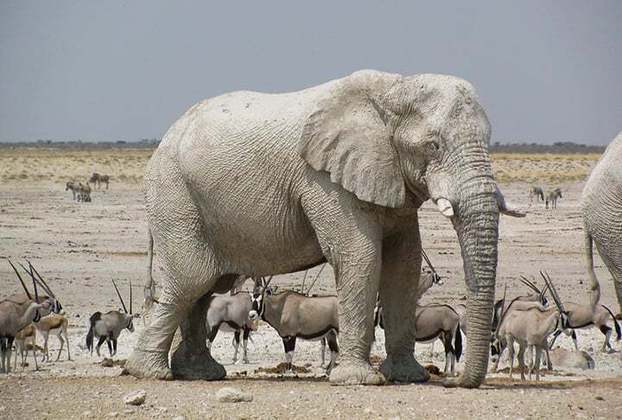 Elefante- Mamífero herbívoro gigante, pode pesar até 7 toneladas, possui 3 espécies reconhecidas e faz parte da ordem Proboscidea e família Elephantidae. Pode comer até 100 kg de vegetais por dia.