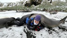 Fotógrafa se agacha e é 'abraçada' por elefante-marinho de 90 kg