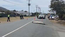 Elefante-marinho de 400 kg provoca bloqueio em estrada e alerta de especialista: 'Poderia te matar'