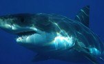 O vídeo começa com o tubarão espreitando o litoral, quando um animal maior que ele surge, o perseguindo
