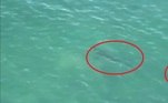 “Você já viu um grande tubarão-branco sendo perseguido por um elefante-marinho?