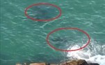 Uma cena um tanto inusitada foi gravada por um estudante na África do Sul: um elefante-marinho persegue um tubarão-branco, um dos predadores mais assustadores do mar