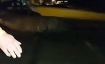 Alguns também jogaram água sobre ele para manter o mamífero hidratado