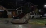 O animal andou por cerca de 10 quarteirões de Puerto Cisnes, no sul da Patagônia, na última segunda (5)VALE O CLIQUE: Em perseguição alucinante, cão escapa de crocodilo faminto e veloz