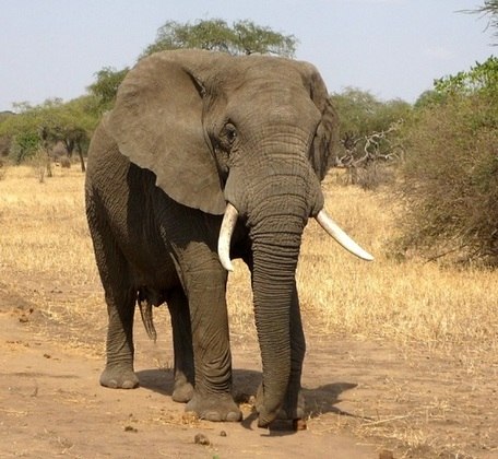Elefante - Não são poucas as pessoas que têm medo de elefantes, seja por causa do enorme tamanho ou pela força física que eles têm.