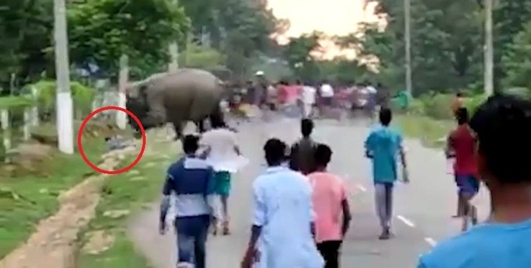 O elefante pisou nele e o pressionou com a tromba, antes de voltar ao grupo, já fora de vista. Pascal chegou a ser levado ao Hospital Civil Golaghat, mas infelizmente acabou morrendo. Policiais que investigam o acidente tentam descobrir se o comportamento dos animais foi uma resposta às provocações