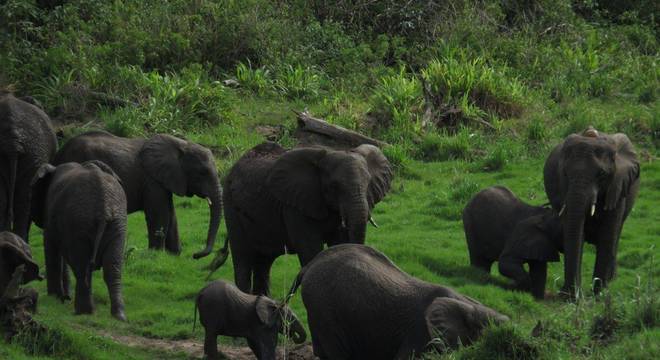 Elefante - principais hábitos, características e espécies vivas