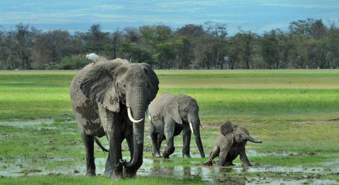 Elefante - principais hábitos, características e espécies vivas