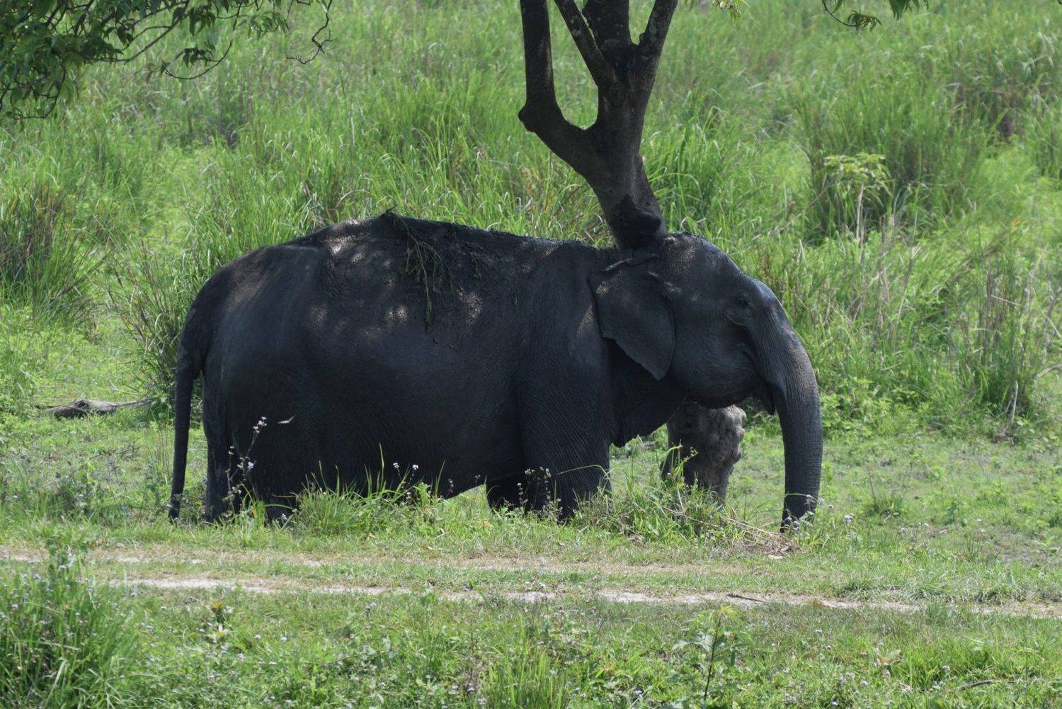 Elefante Principais Habitos Caracteristicas E Especies Vivas Hora 7 R7 Segredos Do Mundo