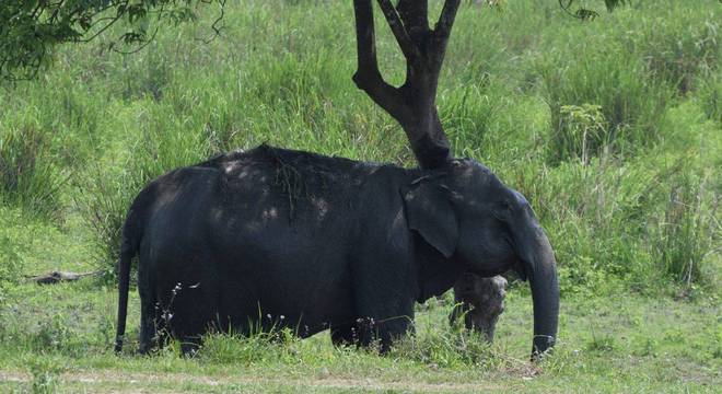 Elefante - principais hábitos, características e espécies vivas