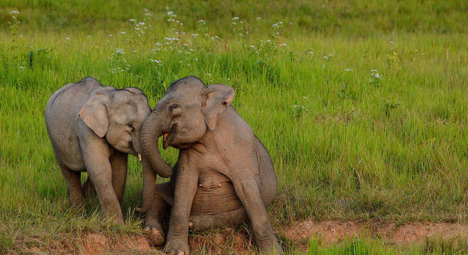 Elefante - principais hábitos, características e espécies vivas