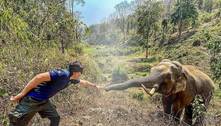 Elefante reconhece veterinário que cuidou dele 12 anos antes