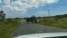 Vídeo chocante! Elefante raivoso capota carro de família em safári