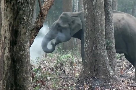 Cientista filmou elefanta soltando fumaça em floresta da Índia em 2016, mas só divulgou imagens agora por 'não ter percebido sua importância'