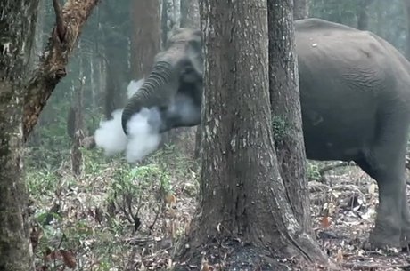 Os cientistas acreditam que elefanta estava ingerindo carvão de madeira queimado