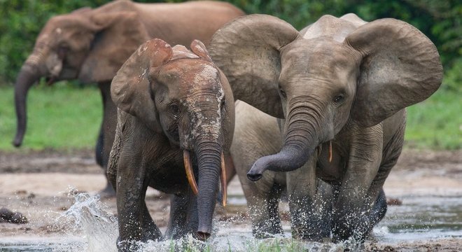 Elefantes estão sob ameaça de caçadores e perdas de habitat