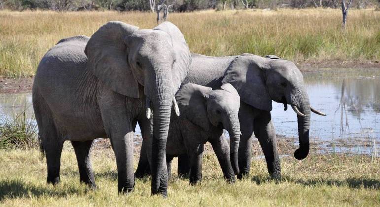 Manada de 400 elefantes será transferida para norte do Zimbábue