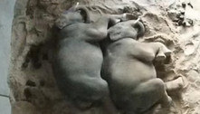 Fofura: elefantes irmãos dormem abraçados no zoo de Sydney