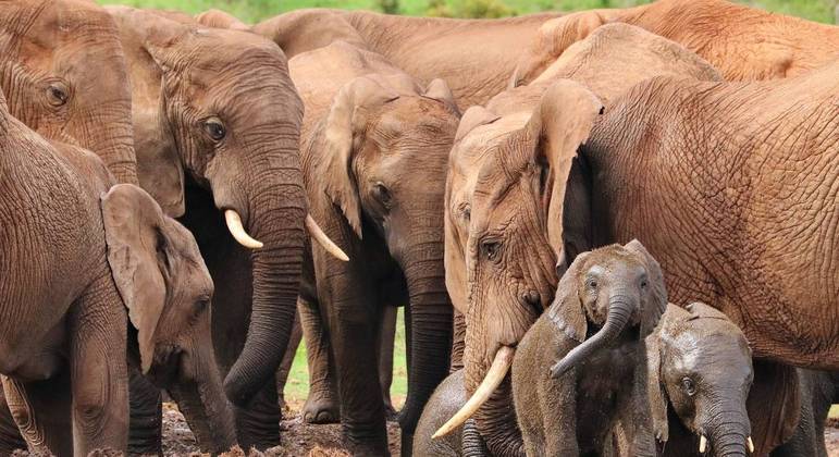 Elefantes têm taxas significativamente menores de câncer que humanos
