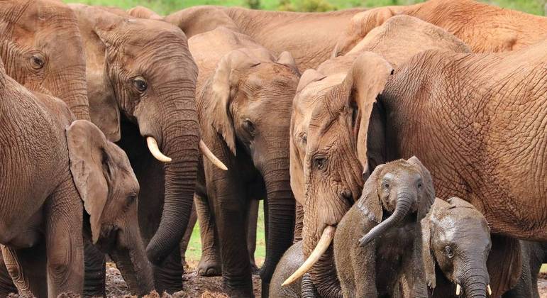 Elefantes tm taxas significativamente menores de cncer que humanos
