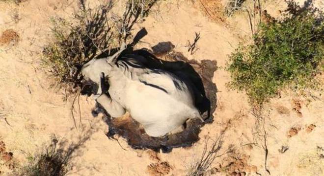 Não há ainda nenhuma conclusão oficial sobre as causas das mortes 