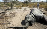 Equipe que investiga morte de dezenas de animais no Delta do Okavango, em Botswana, encontra um elefante morto