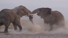 Elefantes gigantes brigam com violência por liderança de bando