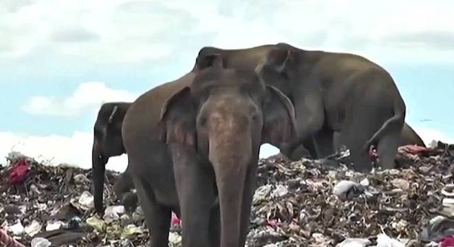 Os elefantes costumam entrar em conflito com comunidades no Sri Lanka