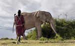 Este é o elefante Craig, de cerca de 50 anos, enquanto aproveita um dia de sol no Parque Nacional Amboseli, do Quênia. À frente dele está um guerreiro Maasai, um grupo étnico tradicional do chamado Vale do Nilo