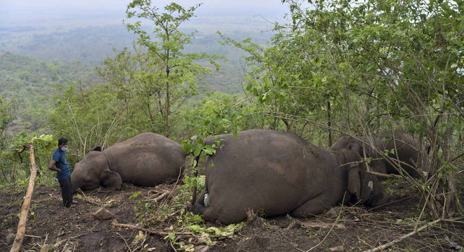 Pelo menos 18 elefantes morreram após queda de raio
