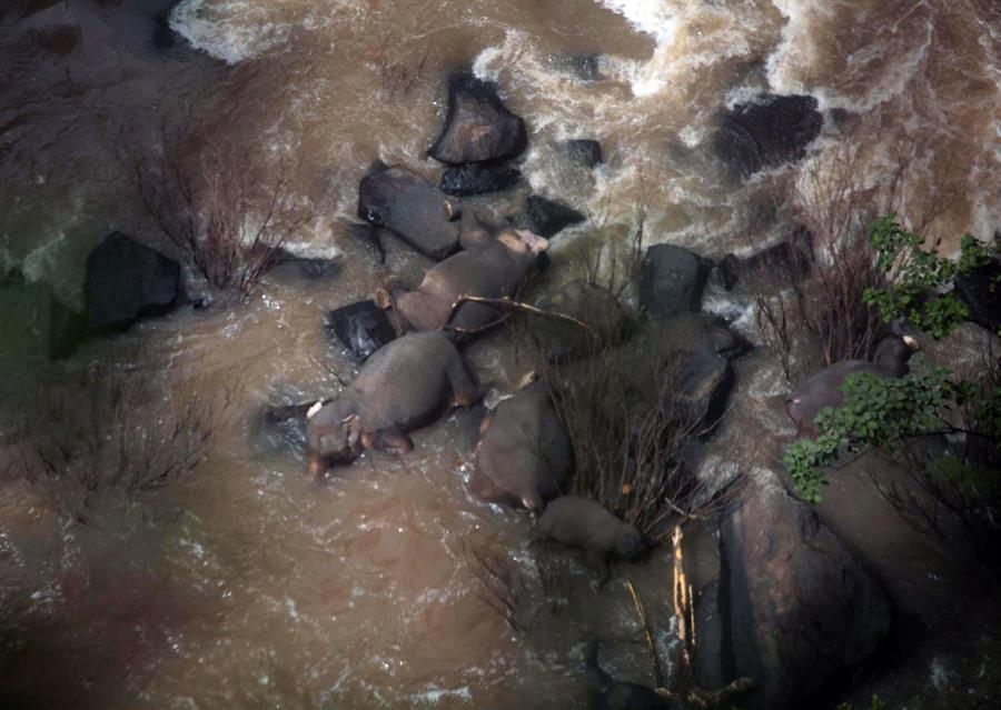 Resultado de imagem para elefante cachoeira seis morrem