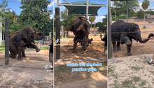 Elefantes praticam ioga em zoológico para regular a saúde das articulações; assista