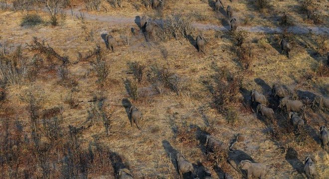 Botsuana contabiliza um elefante para cada 18 pessoas

