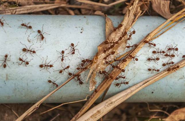 Eles estimam que, no planeta, existam 20 quatrilhões de formigas. Isso mesmo: 20.000.000.000.000.000 (20 seguido de 15 zeros). 