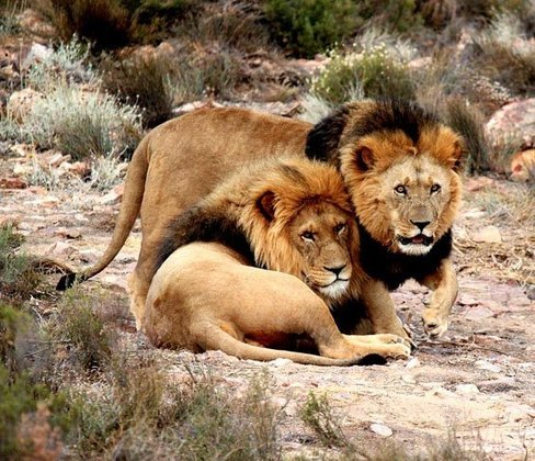 Eles são encontrados, principalmente, na África. Na Ásia há poucos. E, em geral, a quantidade de leões no mundo diminuiu muito.