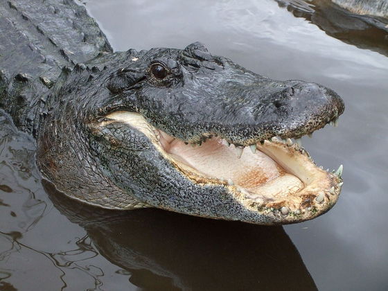 Eles se diferenciam dos crocodilos por terem a cabeça mais curta e mais larga, com focinhos avantajados. E seus dentes são diferentes. O quarto dente inferior do jacaré só aparece quando ele abre a boca. 